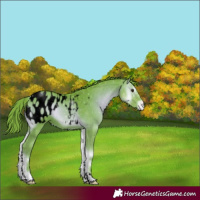 Horse Color:Void Watercolor Liver Red Onyx Appaloosa 