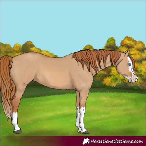 Horse Color:Red Dun Splash 