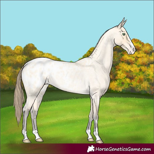 Horse Color:Amber Cream Champagne Roan Appaloosa 