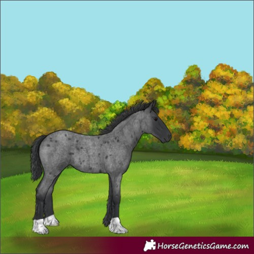 Horse Color:Blue Roan 