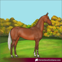 Horse Color:Silver Bay 