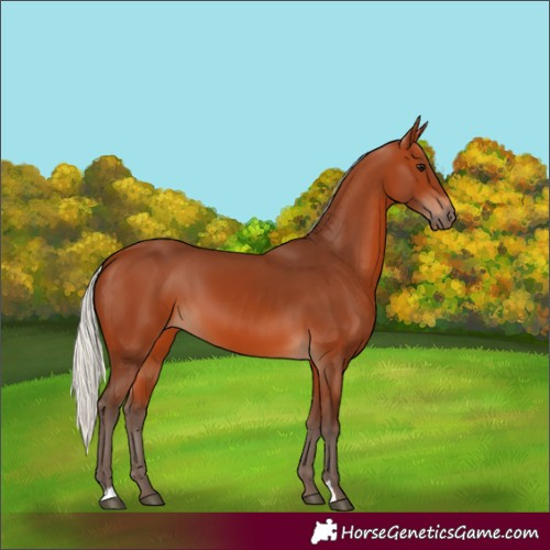 Horse Color:Silver Bay 