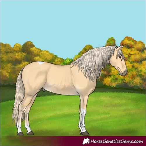 Horse Color:Palomino Dun Tobiano 