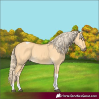 Horse Color:Palomino Dun Tobiano
