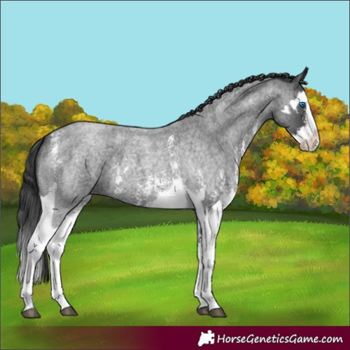 Horse Color:Blue Roan Sabino Splash  and Blue Roan Sabino Splash 