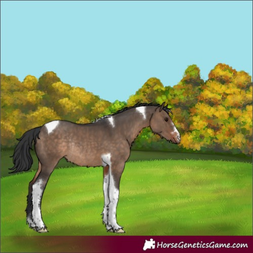 Horse Color:Brown Dun Tobiano Rabicano 