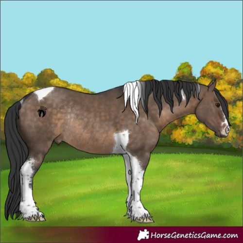 Horse Color:Brown Dun Tobiano Rabicano 