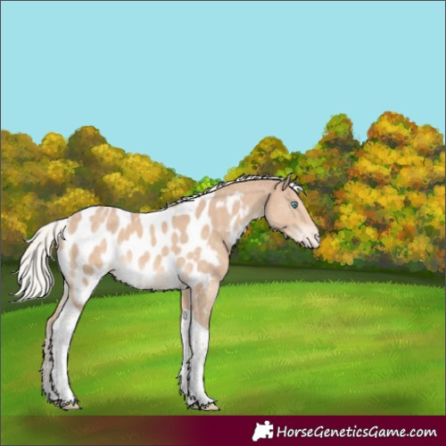 Horse Color:Silver Perlino Tobiano Appaloosa 