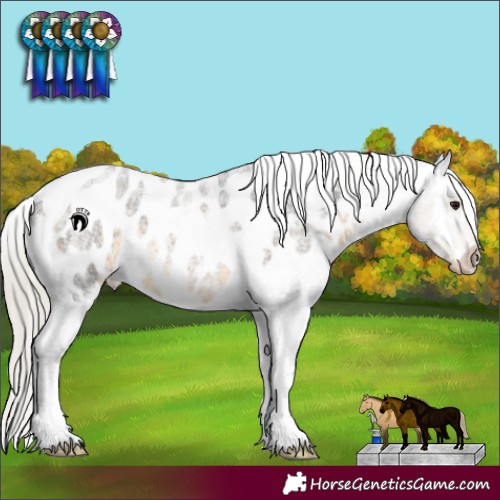 Horse Color:Silver Buckskin Roan Tobiano Near Leopard Rabicano 