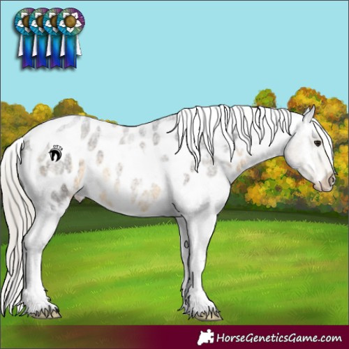 Horse Color:Silver Buckskin Roan Tobiano Near Leopard Rabicano 
