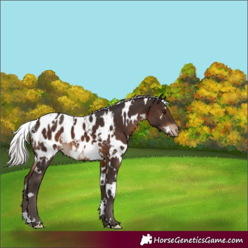 Horse Color:White Spotted Silver Brown Appaloosa 