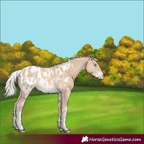 Horse Color:White Spotted Silver Perlino Appaloosa 