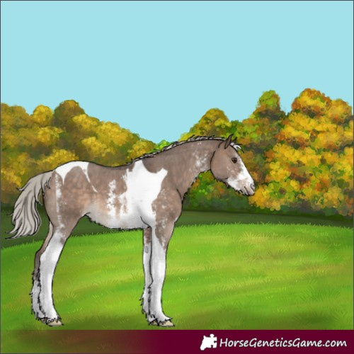 Horse Color:Silver Brown Dun Sabino Tobiano 