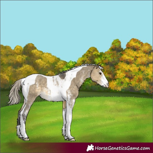 Horse Color:Silver Buckskin Dun Sabino Tobiano 