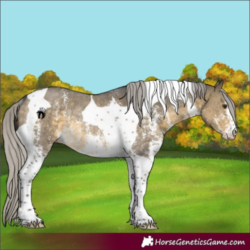 Horse Color:Silver Buckskin Dun Sabino Tobiano Rabicano 