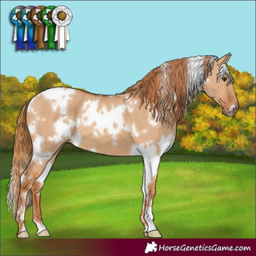 Horse Color:White Spotted Red Dun 