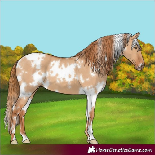 Horse Color:White Spotted Red Dun 