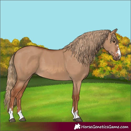 Horse Color:Red Dun 
