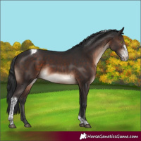 Horse Color:Brown Mushroom Sabino Tobiano