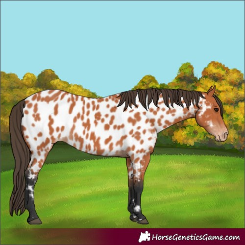 Horse Color:Bay Appaloosa 
