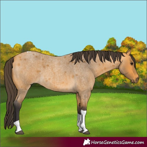 Horse Color:Buckskin Roan Tobiano 