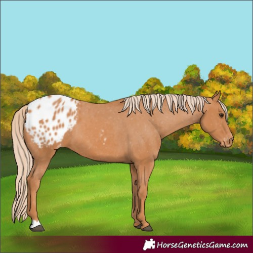 Horse Color:Chestnut Appaloosa 