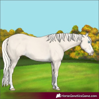 Horse Color:Cremello Dun Splash  and Cremello Dun Splash 