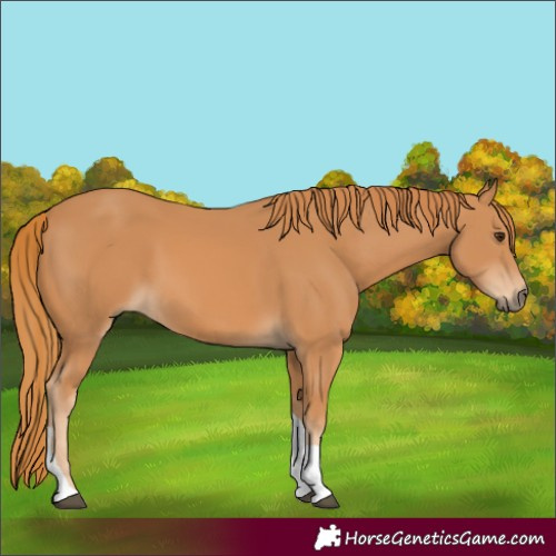 Horse Color:Chestnut Tobiano 