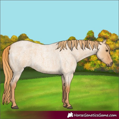 Horse Color:Red Dun Roan 