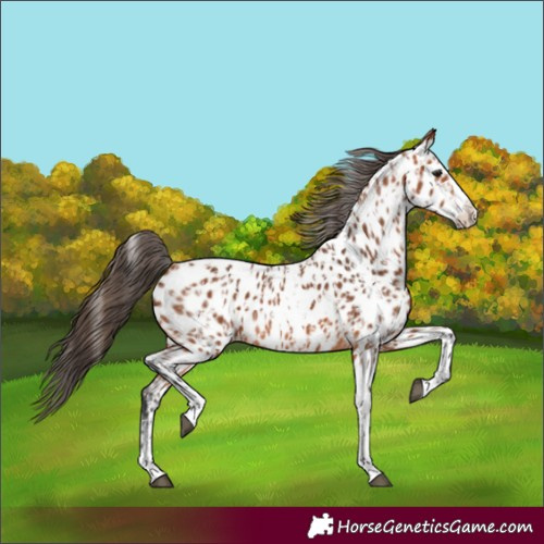 Horse Color:Bay Splash Tobiano Appaloosa  and Bay Splash Tobiano Appaloosa 