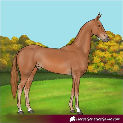 Horse Color:Chestnut 