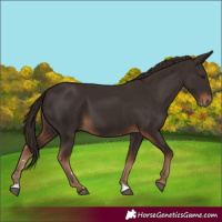 Horse Color:Liver Chestnut 