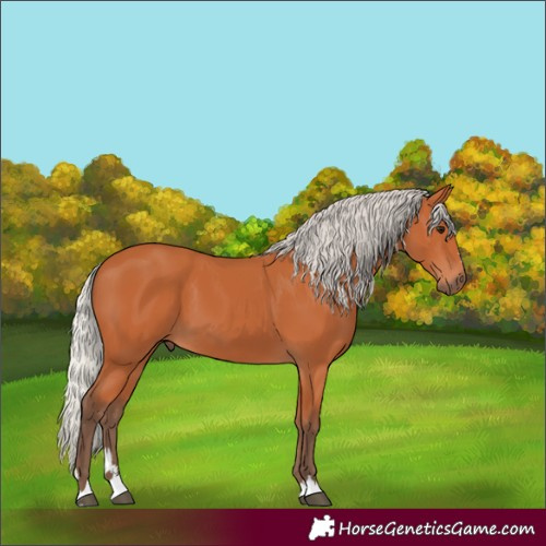 Horse Color:Silver Bay