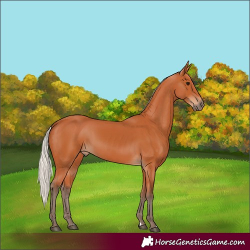 Horse Color:Silver Bay 