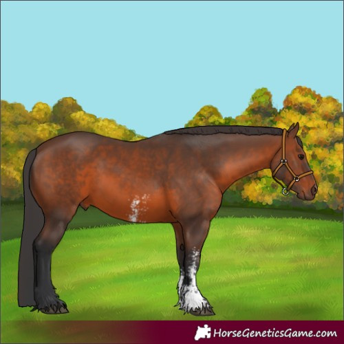 Horse Color:Brown Sabino Rabicano