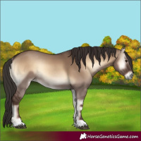 Horse Color:Liver Red Dun Onyx Rabicano