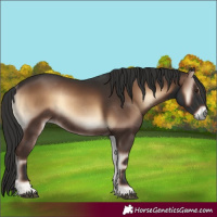 Horse Color:Liver Red Onyx Rabicano