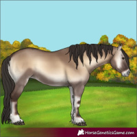 Horse Color:Liver Red Dun Onyx Rabicano 