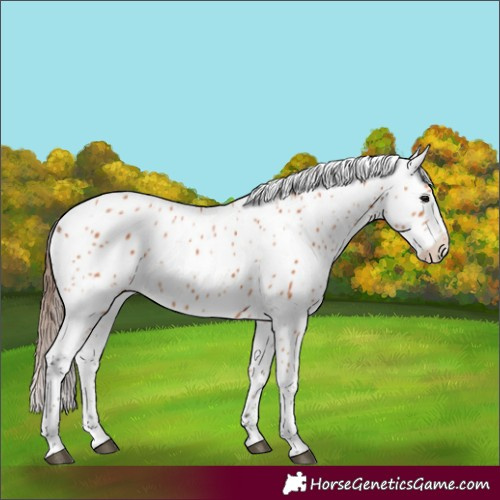 Horse Color:Bay Appaloosa 