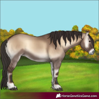 Horse Color:Liver Red Dun Onyx Rabicano