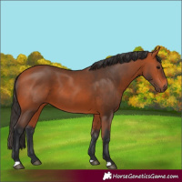 Horse Color:Bay 
