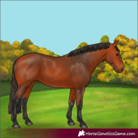 Horse Color:Bay 