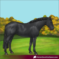 Horse Color:Black 