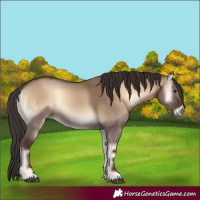 Horse Color:Liver Red Dun Onyx Rabicano 
