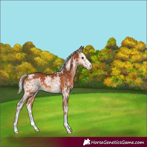 Horse Color:Silver Bay Ice Sabino 