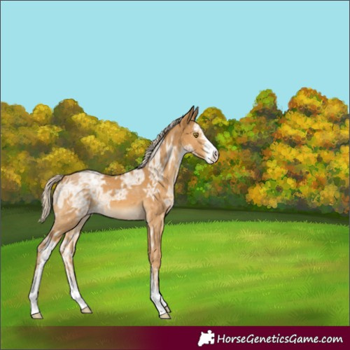 Horse Color:Palomino Ice Sabino 
