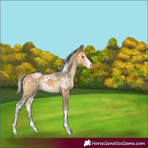 Horse Color:Silver Buckskin Ice Sabino 