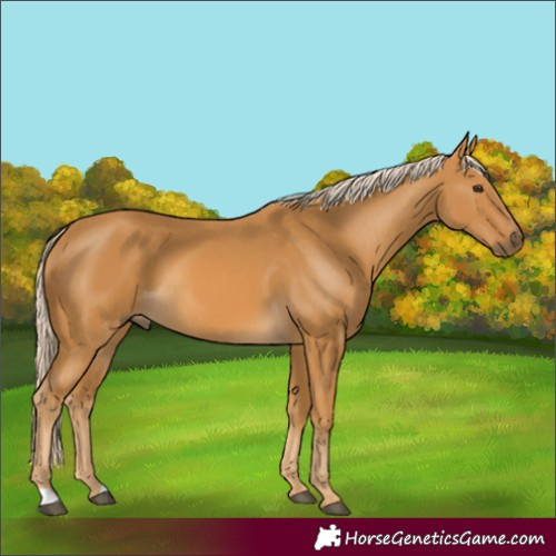 Horse Color:Palomino