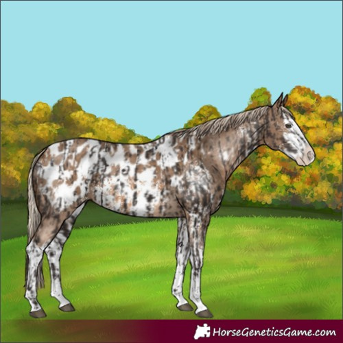 Horse Color:Liver Chestnut Sabino Splash Appaloosa  and Chocolate Palomino Sabino Splash Appaloosa 