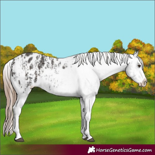Horse Color:Liver Chestnut Sabino Splash Appaloosa  and Liver Chestnut Sabino Splash Appaloosa 